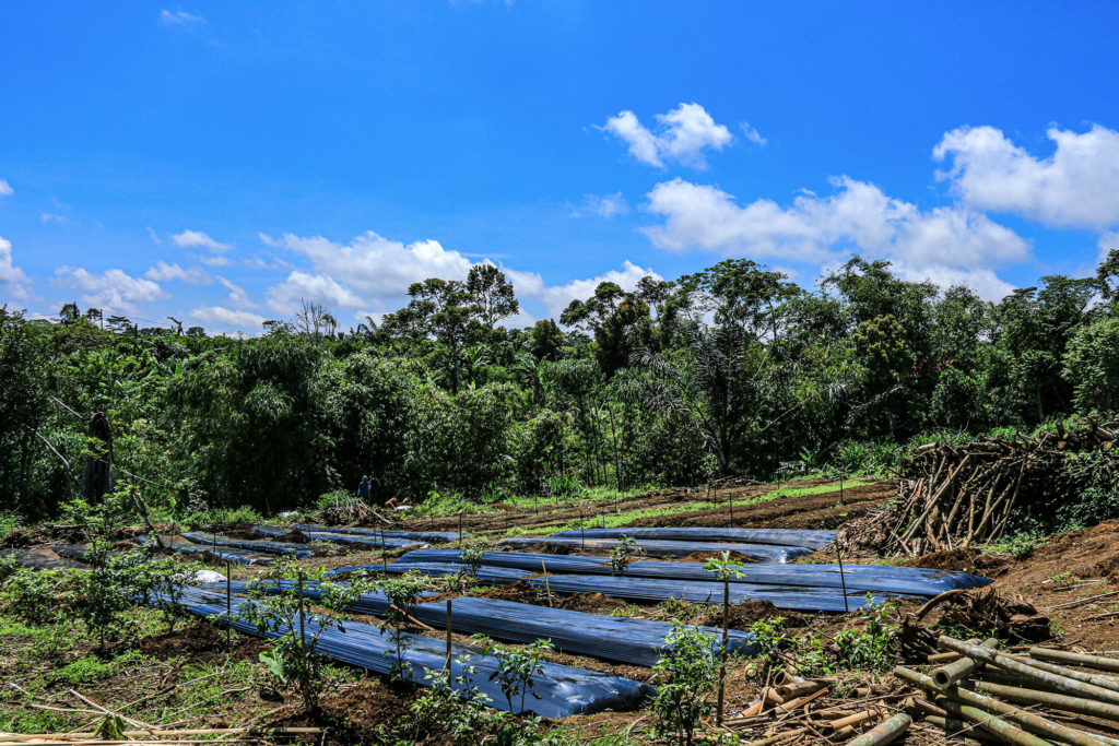 Kebun pertanian organik di Bali